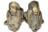 Woolly Mammoth Jaw Section w/ Molars - North Sea #298454-9